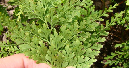 コビトホラシノブ 希少 小型シダ植物 パルダリウム コビトホラシノブ 希少 小型シダ植物 パルダリウム